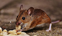 24 Hour & Emergency Exterminators in Kenilworth, IL